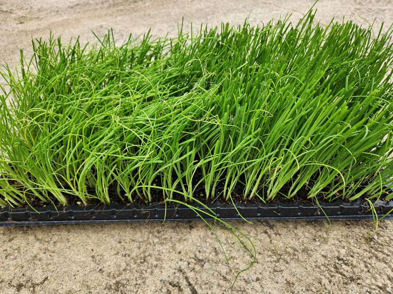 장터 상품 [F1쿠로겐대파모종 1판 200구] 썸네일