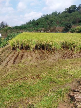 정금천님의 자유주제 · 자유게시판 작성글 사진
