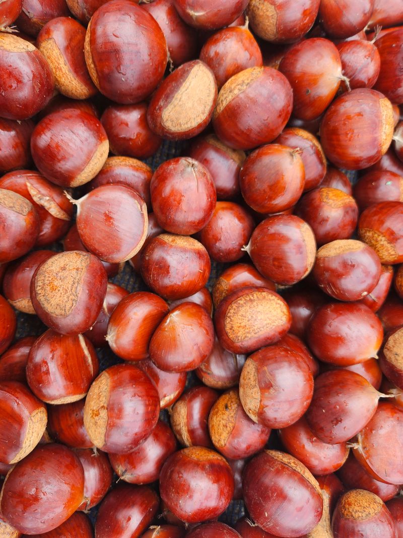 정택희님의 장터 판매 상품 [공주 정안 밤] 첨부 사진