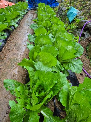 정선농부님의 자유주제 · 자유게시판 작성글 사진