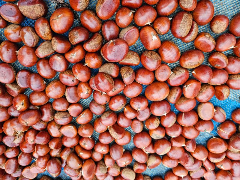 정택희님의 장터 판매 상품 [공주 정안 밤] 첨부 사진