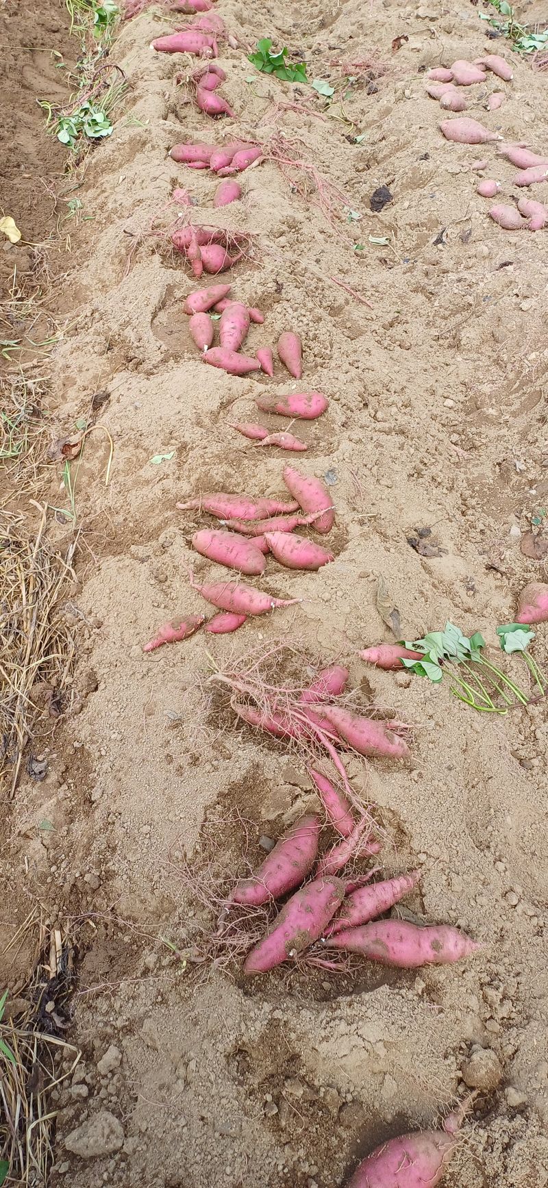 여우야님의 장터 판매 상품 [끌고구마 11kg] 첨부 사진
