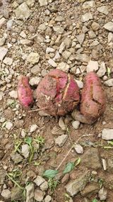 팜모닝 자유주제·자유게시판 게시글 이미지