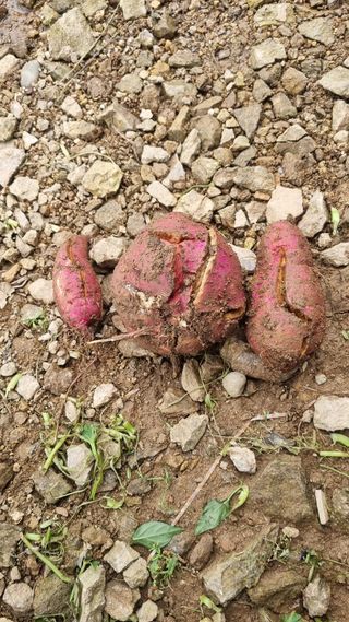 이총구님의 자유주제 · 자유게시판 작성글 사진