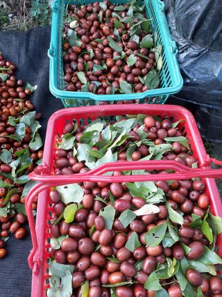 아로대추님의 작성글 사진