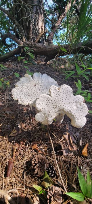 서녕영더기님의 자유주제 · 자유게시판 작성글 사진