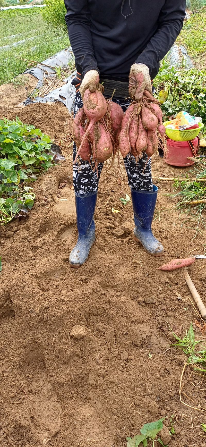 여우야님의 장터 판매 상품 [끌고구마 11kg] 첨부 사진