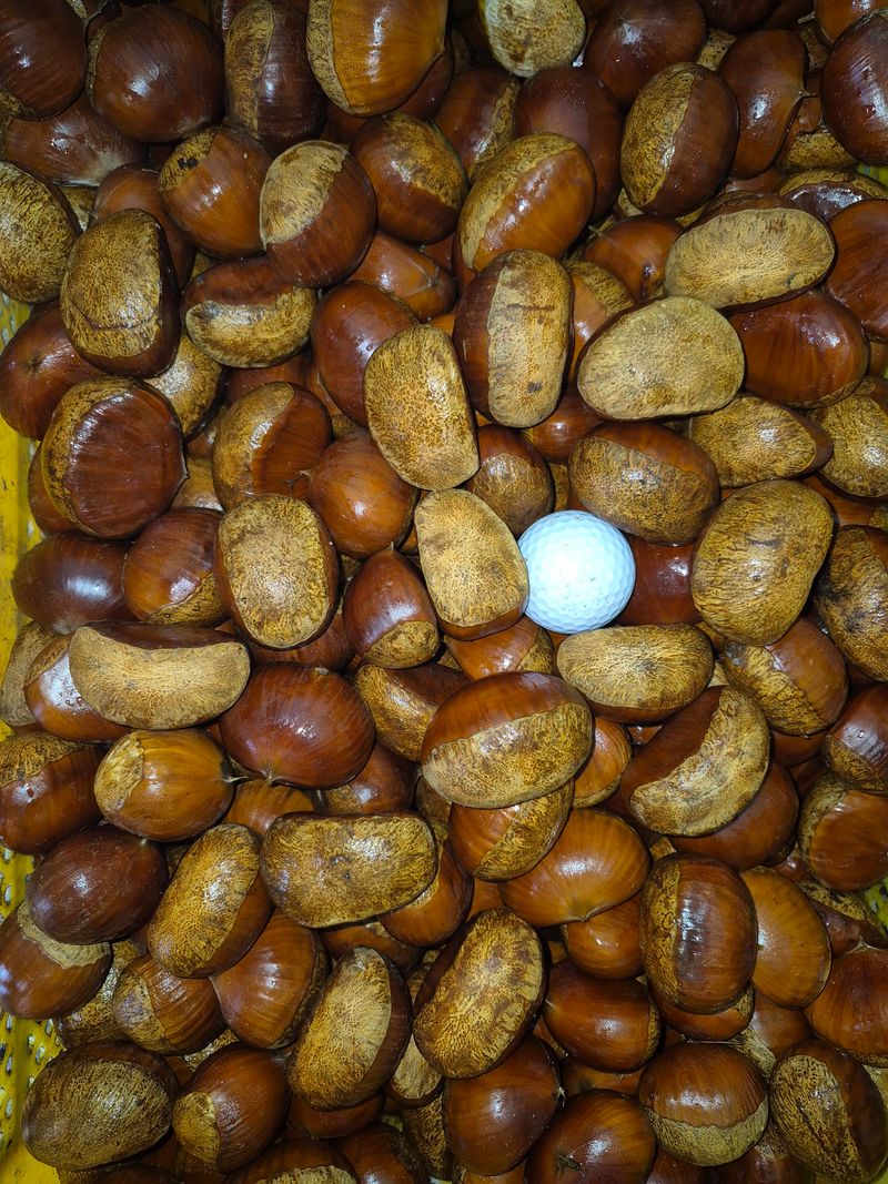 독고다이님의 장터 판매 상품 [햇밤] 첨부 사진