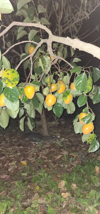 김선례님의 자유주제 · 자유게시판 작성글 사진