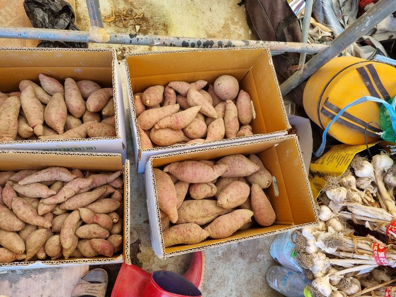 운이네농가님의 장터 판매 상품 [고구마 10kg] 첨부 사진