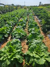 팜모닝 자유주제·자유게시판 게시글 이미지