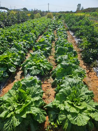 강창원님의 자유주제 · 자유게시판 작성글 사진
