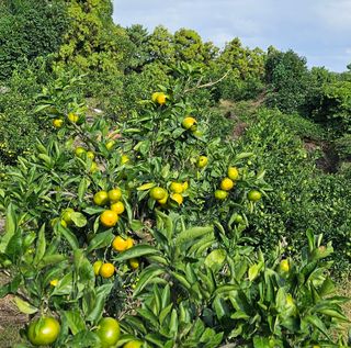 고강농원 강영자님의 작성글 사진
