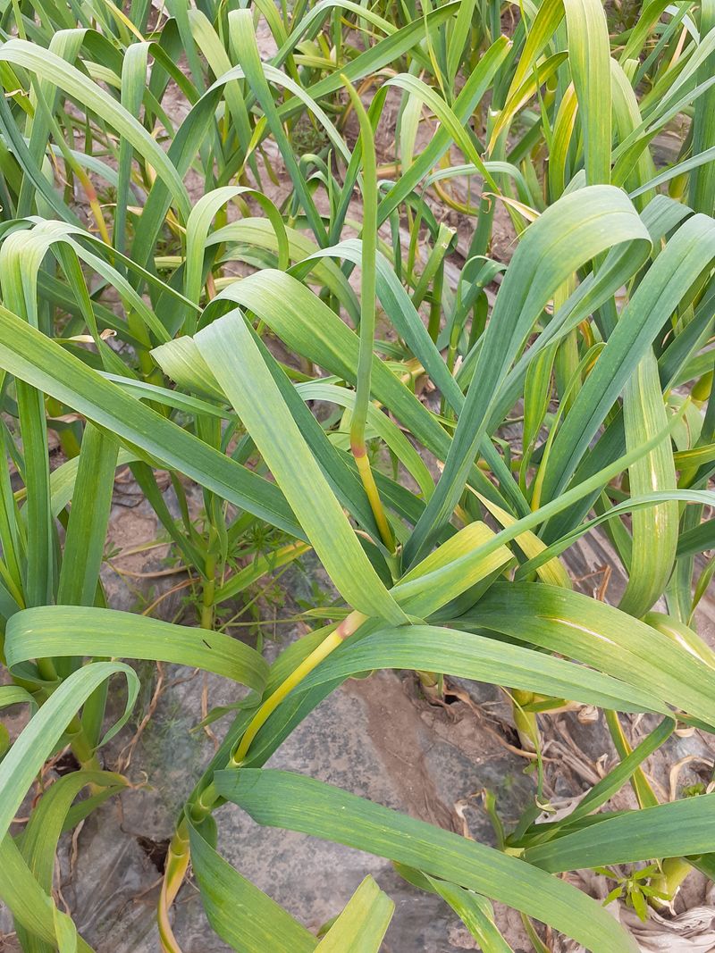 김영복님의 장터 판매 상품 [마늘씨(대서마늘)] 첨부 사진