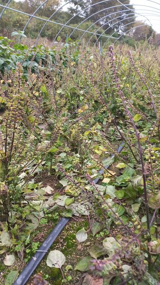 척야산농장(최연봉)님의 자유주제 · 자유게시판 작성글 사진