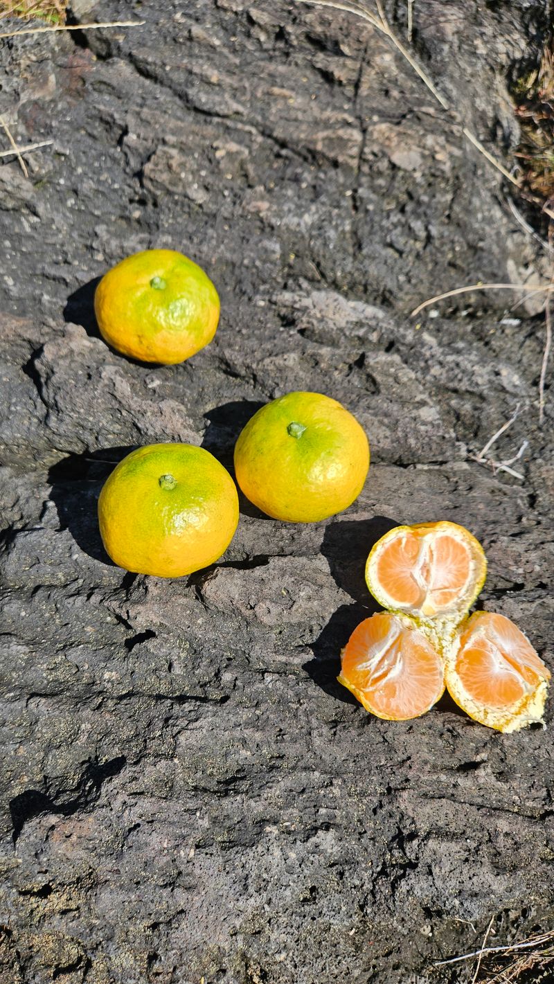 고강농원 강영자님의 장터 판매 상품 [고강농원노지귤3kg] 첨부 사진