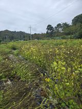 팜모닝 자유주제·자유게시판 게시글 이미지