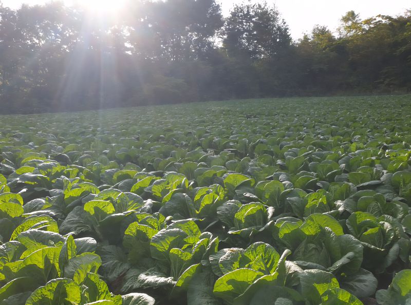 홍천산채농원님의 장터 판매 상품 [강원도 고랭지 절임배추 20kg] 첨부 사진