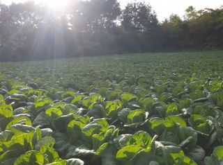 홍천산채농원님의 작성글 사진