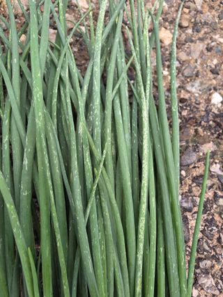 정오농장님의 자유주제 · 자유게시판 작성글 사진