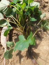 팜모닝 자유주제·자유게시판 게시글 이미지