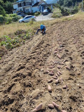 운이네농가님의 작성글 사진