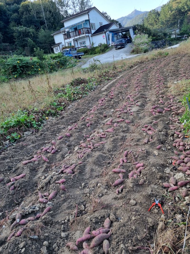 운이네농가님의 장터 판매 상품 [고구마 10kg] 첨부 사진