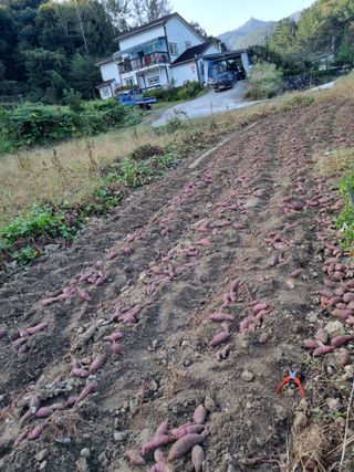 운이네농가님의 작성글 사진