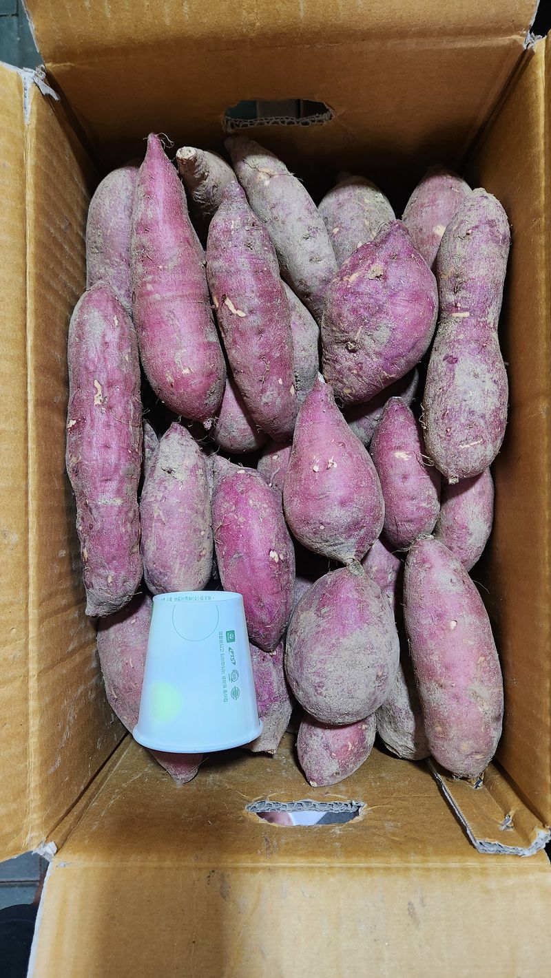 금제섭님의 장터 판매 상품 [황토호박고구마 10kg] 첨부 사진