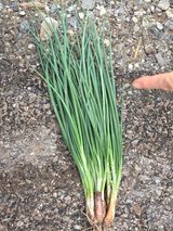 팜모닝 자유주제·자유게시판 게시글 이미지