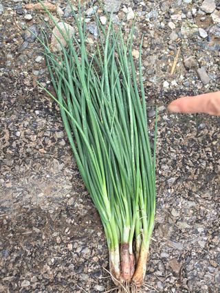 정오농장님의 자유주제 · 자유게시판 작성글 사진