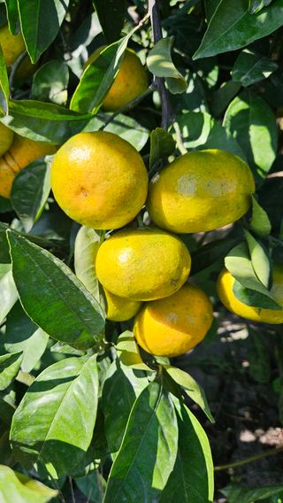 고강농원 강영자님의 작성글 사진