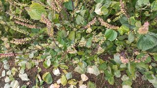 척야산농장(최연봉)님의 자유주제 · 자유게시판 작성글 사진