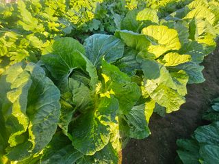 오영관님의 자유주제 · 자유게시판 작성글 사진