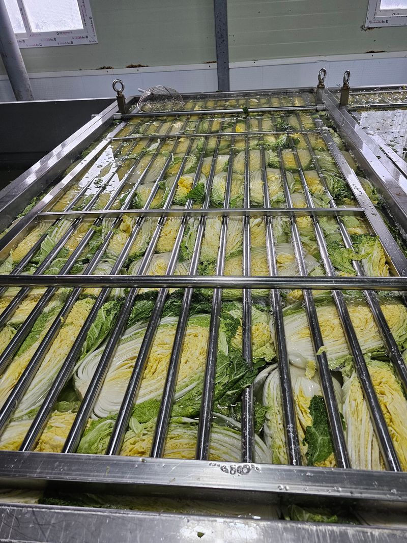 홍천산채농원님의 장터 판매 상품 [강원도 고랭지 절임배추 20kg] 첨부 사진