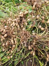 팜모닝 자유주제·자유게시판 게시글 이미지