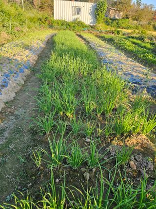 오영관님의 자유주제 · 자유게시판 작성글 사진