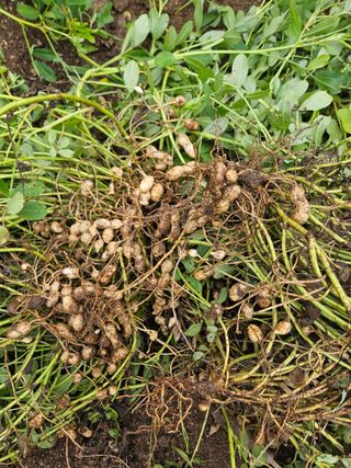 드라곤해드님의 자유주제 · 자유게시판 작성글 사진