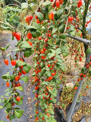 포도10314님의 자유주제 · 자유게시판 작성글 사진