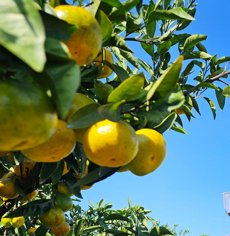 장터 상품 [고강농원노지귤3kg] 썸네일