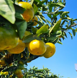 고강농원 강영자님의 작성글 사진