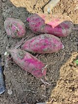 팜모닝 자유주제·자유게시판 게시글 이미지