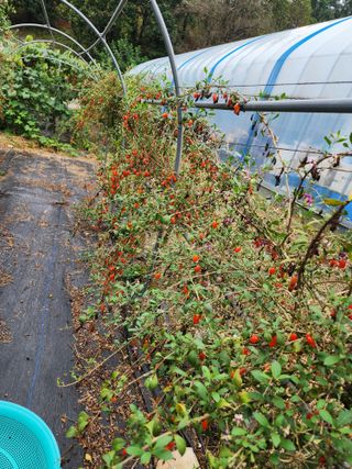 포도10314님의 자유주제 · 자유게시판 작성글 사진