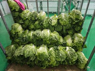 홍천산채농원님의 작성글 사진