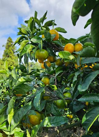 고강농원 강영자님의 작성글 사진