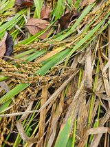 팜모닝 자유주제·자유게시판 게시글 이미지