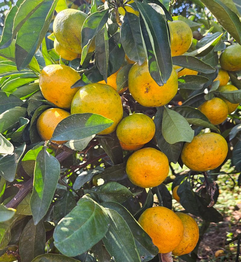 고강농원 강영자님의 장터 판매 상품 [고강농원노지귤3kg] 첨부 사진