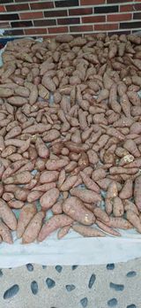 팜모닝 자유주제·자유게시판 게시글 이미지