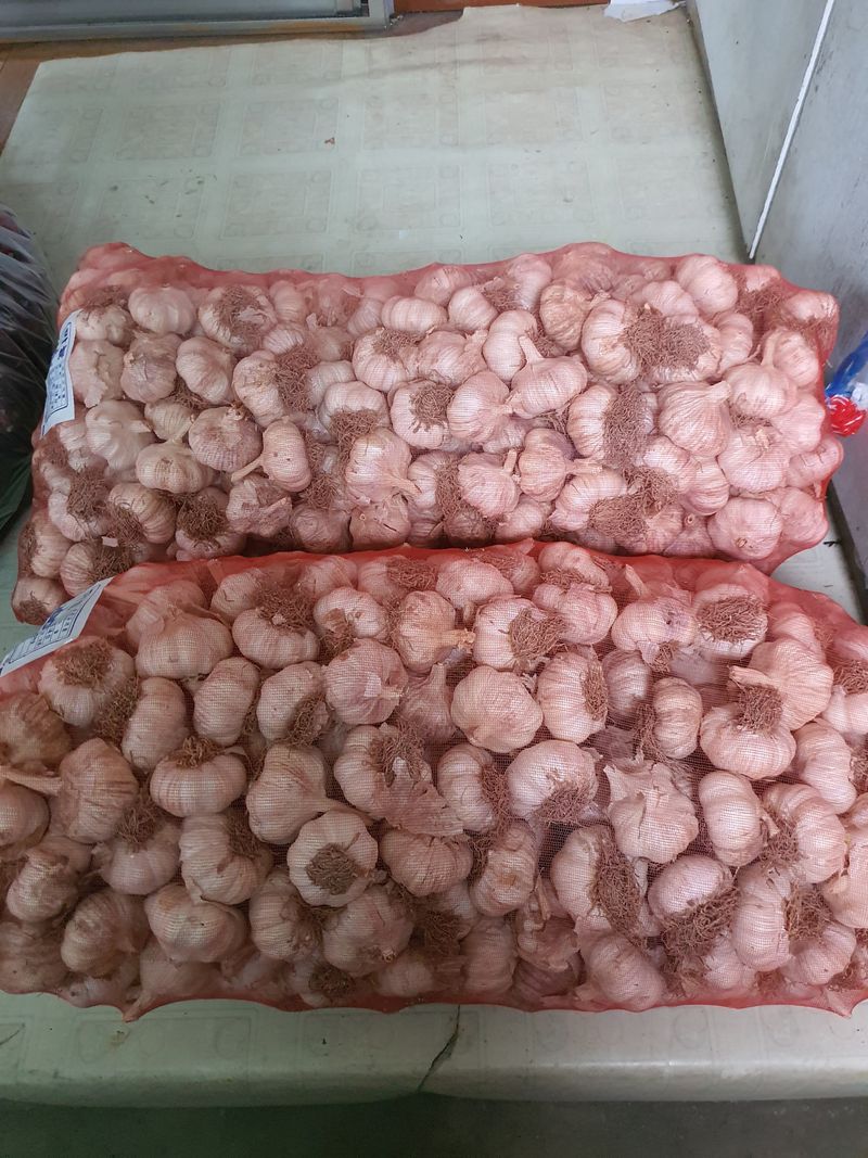 김영복님의 장터 판매 상품 [마늘씨(대서마늘)] 첨부 사진