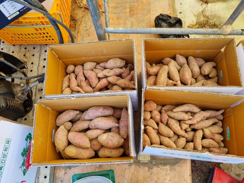 장터 상품 [고구마 10kg] 썸네일